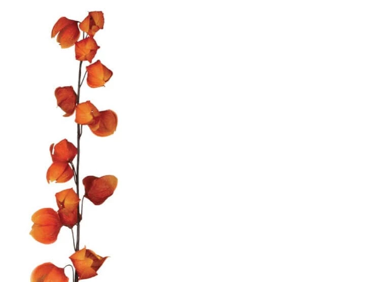 Petals And Blooms Home Decor Fall & Halloween Decor Chinese Lantern Stem | 2 Assort. 3 Petals And Blooms Home Decor Fall & Halloween Decor Chinese Lantern Stem | 2 Assort.