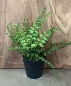 Petals And Blooms Home Decor Fern In Matte Back Pot