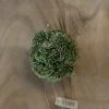 Petals And Blooms Home Decor Dark Green Sedum Ball