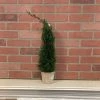 Petals And Blooms Home Decor Potted Cedar Trees Greenery + Floral