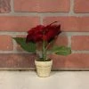 Petals And Blooms Home Decor Greenery + Floral Potter Red Poinsettia