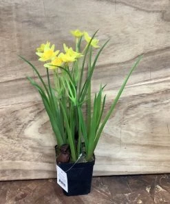 Petals And Blooms Decor Spring Flowers In Pot Assorted Everyday Decor