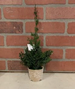 Petals And Blooms Home Decor Potted Cedar Trees Greenery + Floral