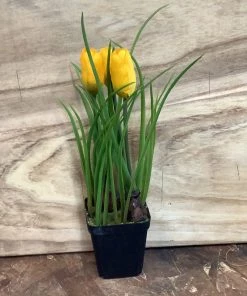 Petals And Blooms Decor Spring Flowers In Pot Assorted Everyday Decor 8 Petals And Blooms Decor Spring Flowers In Pot Assorted Everyday Decor