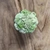 Petals And Blooms Home Decor Real Touch White & Light Green Orb