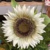 Petals And Blooms Home Decor White Sunflower Stem