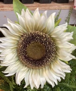 Petals And Blooms Home Decor White Sunflower Stem