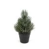 Petals And Blooms Home Decor 5” Frosted Pine Tree In Black Pot