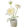 Petals And Blooms Decor Everyday Decor Potted Cream Ranunculus