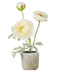 Petals And Blooms Decor Everyday Decor Potted Cream Ranunculus
