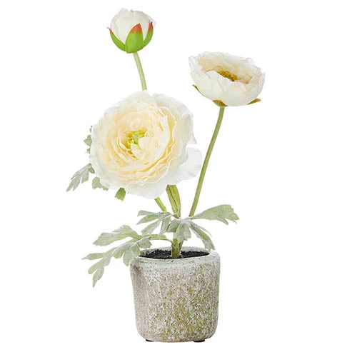 Petals And Blooms Decor Everyday Decor Potted Cream Ranunculus 1 Petals And Blooms Decor Everyday Decor Potted Cream Ranunculus